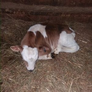 Meet your Posher, Rachael